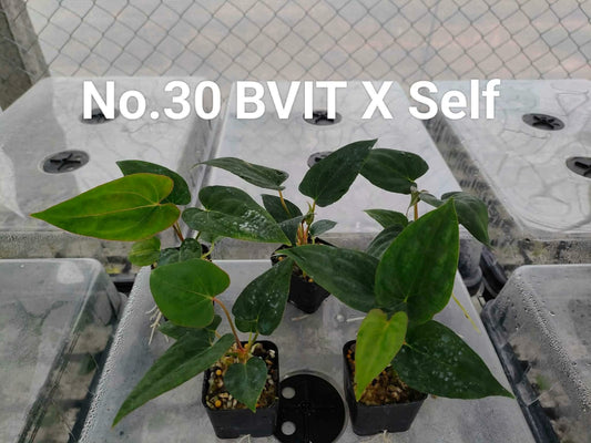 No.30 Anthurium BVIT X Self (Seedling)