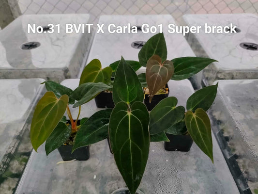No.31 Anthurium BVIT X Carla Go1 Super black (Seedling)
