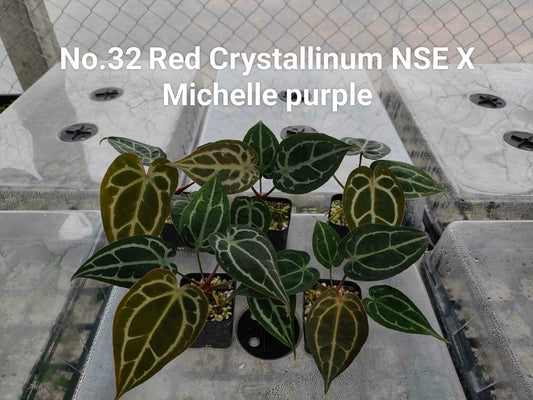 No.32 Anthurium Red Crystallinum NSE X Michelle Purple (Seedling)