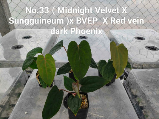 No.33 Anthurium (Midnight Velvet X Sungguineum )x BVEP X Red Vein Dark Phoenix (Seedling)