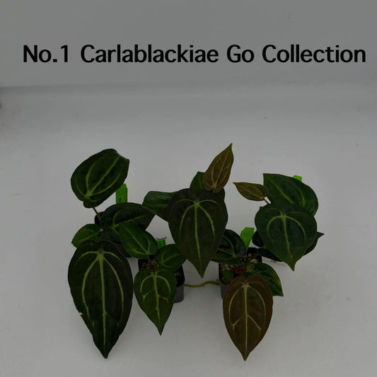 No.1 Anthurium Carlablackiae GO Collection (Seedling)