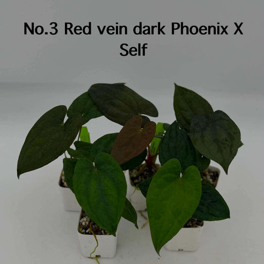 No.3 Anthurium Red Vein Dark Phoenix X Self (Seedling)