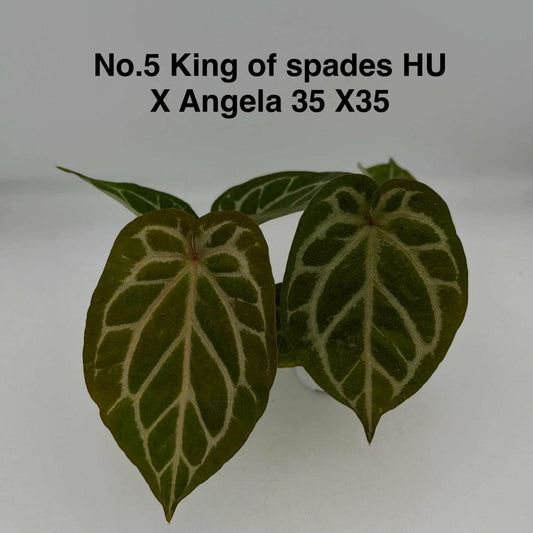 No.5 Anthurium King of Spades HU X Angela 35 X 35 (Seedling)