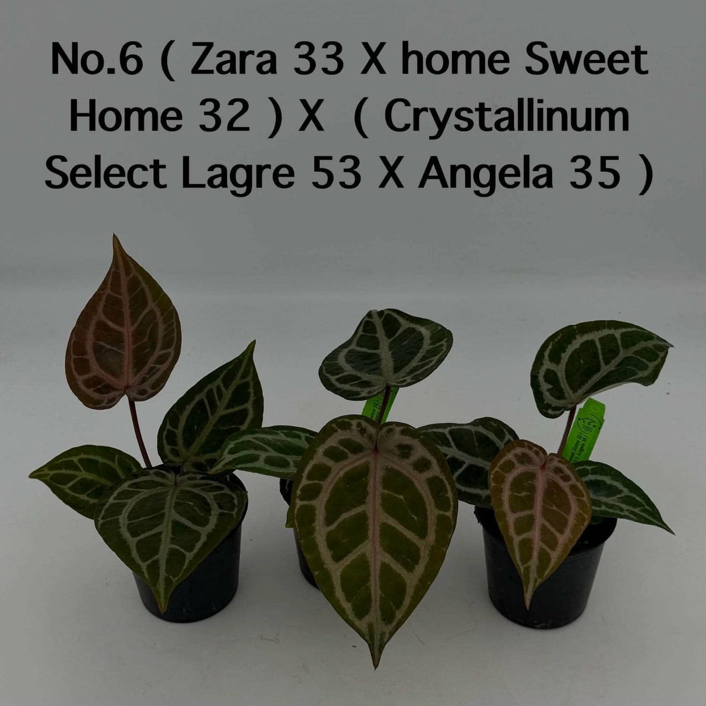 No.6 Anthurium ( Zara 33 X Home Sweet Home 32 ) X ( Crystallinum Select Lagre 53 X Angela 35 ) (Seedling)