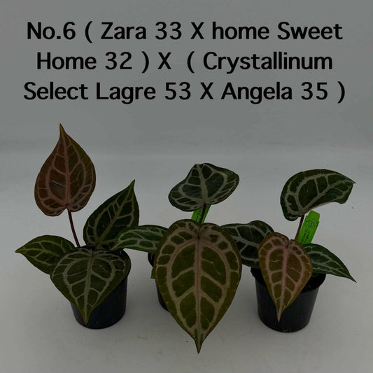 No.6 Anthurium ( Zara 33 X Home Sweet Home 32 ) X ( Crystallinum Select Lagre 53 X Angela 35 ) (Seedling)