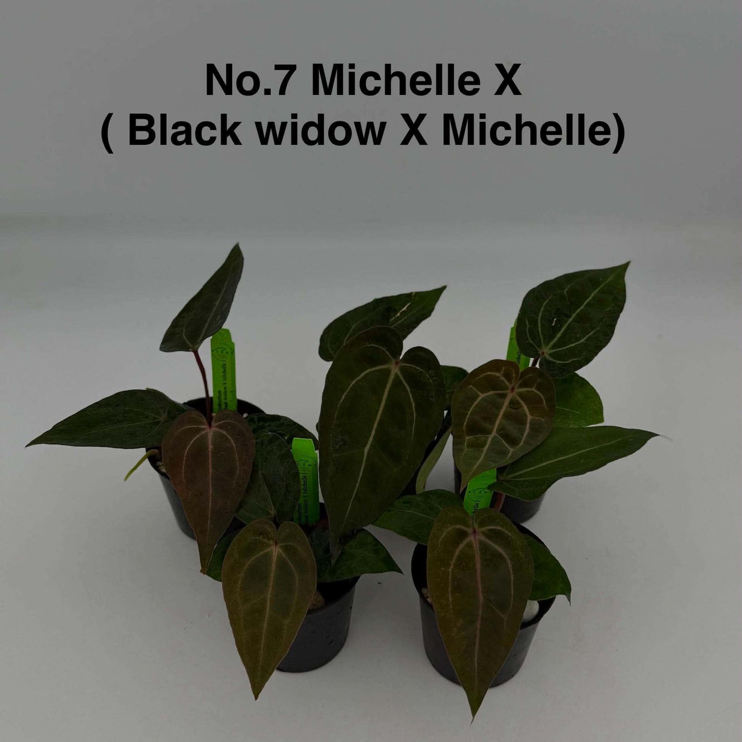 No.7 Anthurium Michelle X ( Black Widow X Michelle ) (Seedling)