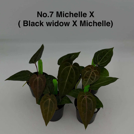 No.7 Anthurium Michelle X ( Black Widow X Michelle ) (Seedling)