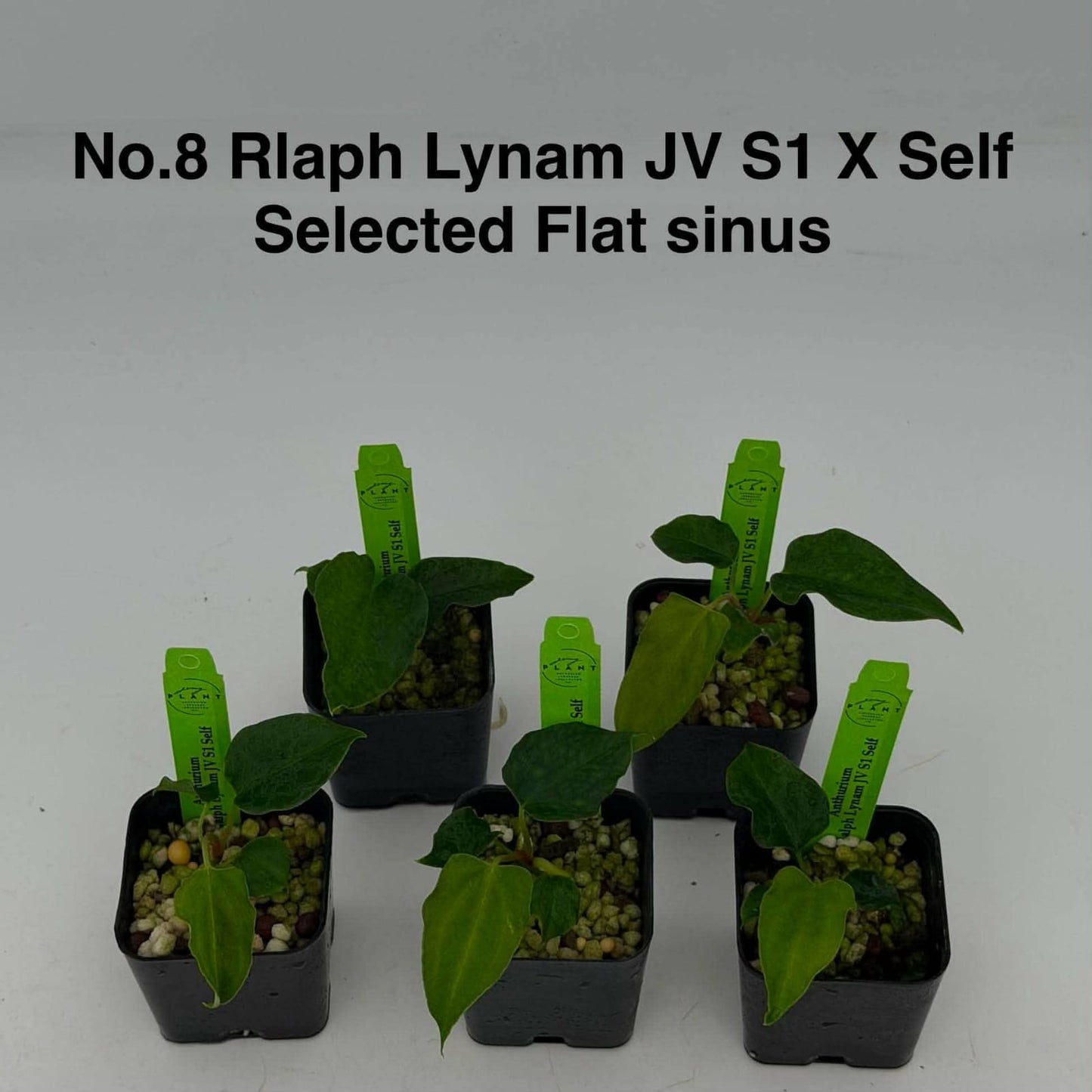 No.8 Anthurium Rlaph Lynam JV S1 X Self Selected Flat Sinus (Seedling)