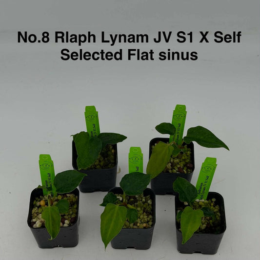 No.8 Anthurium Rlaph Lynam JV S1 X Self Selected Flat Sinus (Seedling)