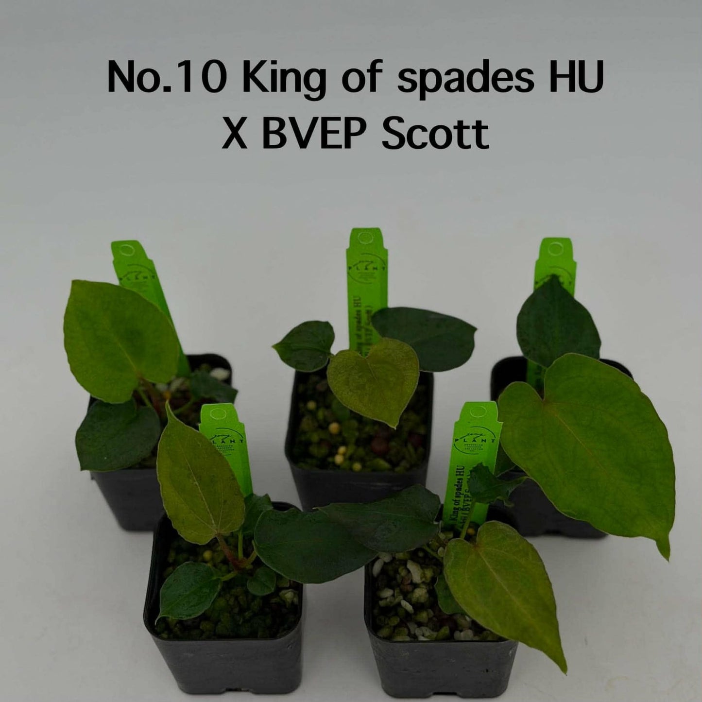 No.10 Anthurium King of Spades HU X BVEP Scott (Seedling)