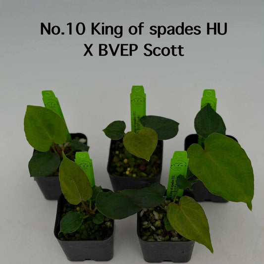 No.10 Anthurium King of Spades HU X BVEP Scott (Seedling)