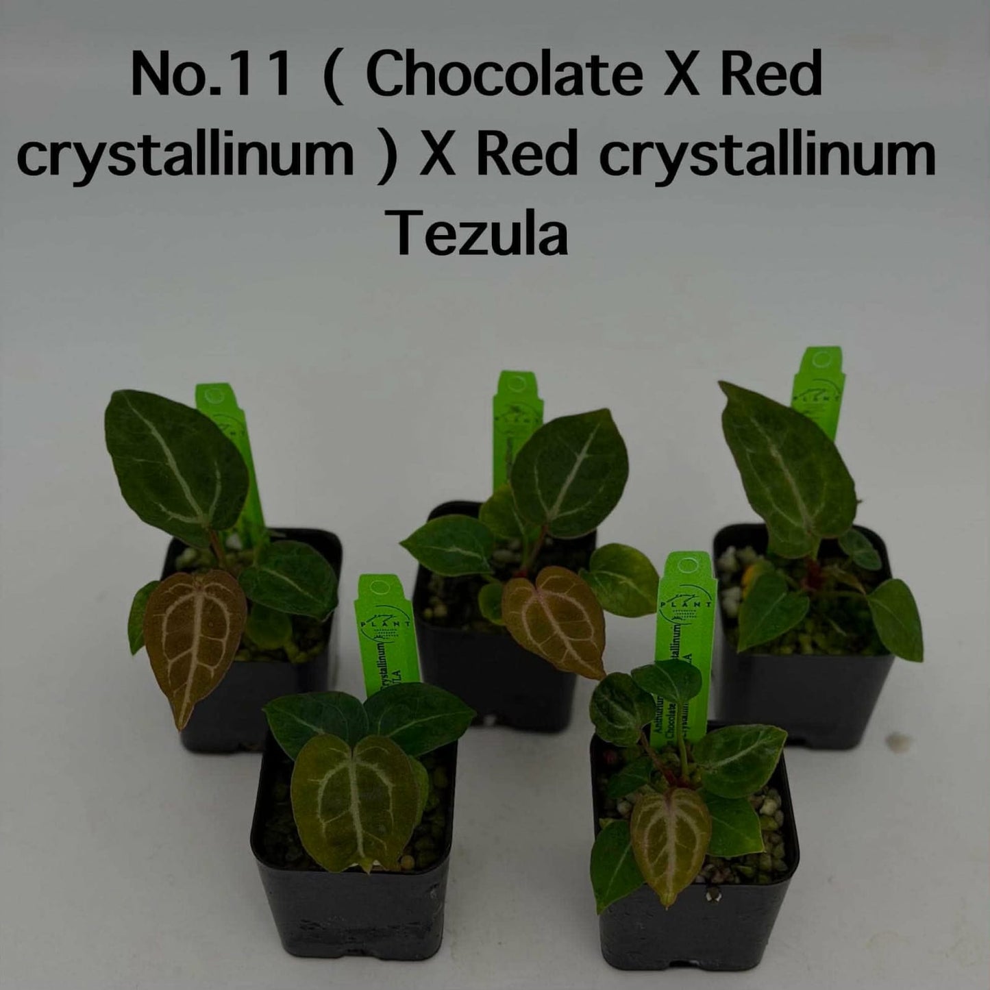 No.11 Anthurium (Chocolate X Red Crystallinum) X Red Crystallinum Tezula (Seedling)
