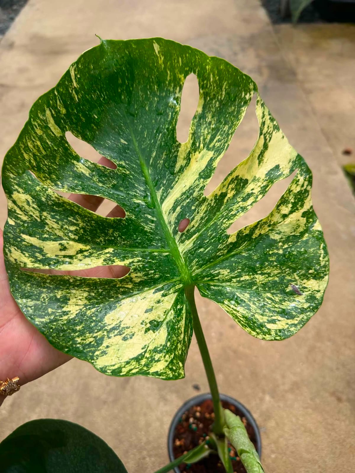 Monstera Siam Mint C - Pre Order