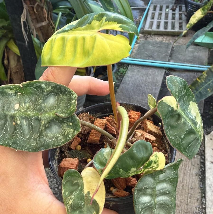 Philodendron Billietiae D  - Pre Order