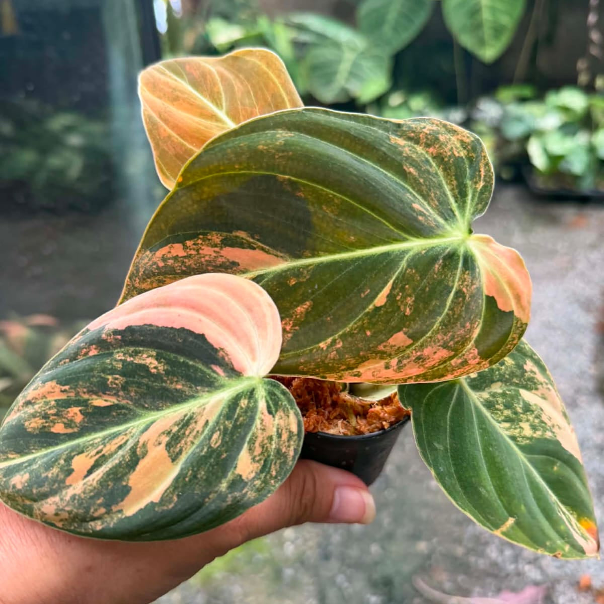 Philodendron Melanochrysum Orange  - Pre Order