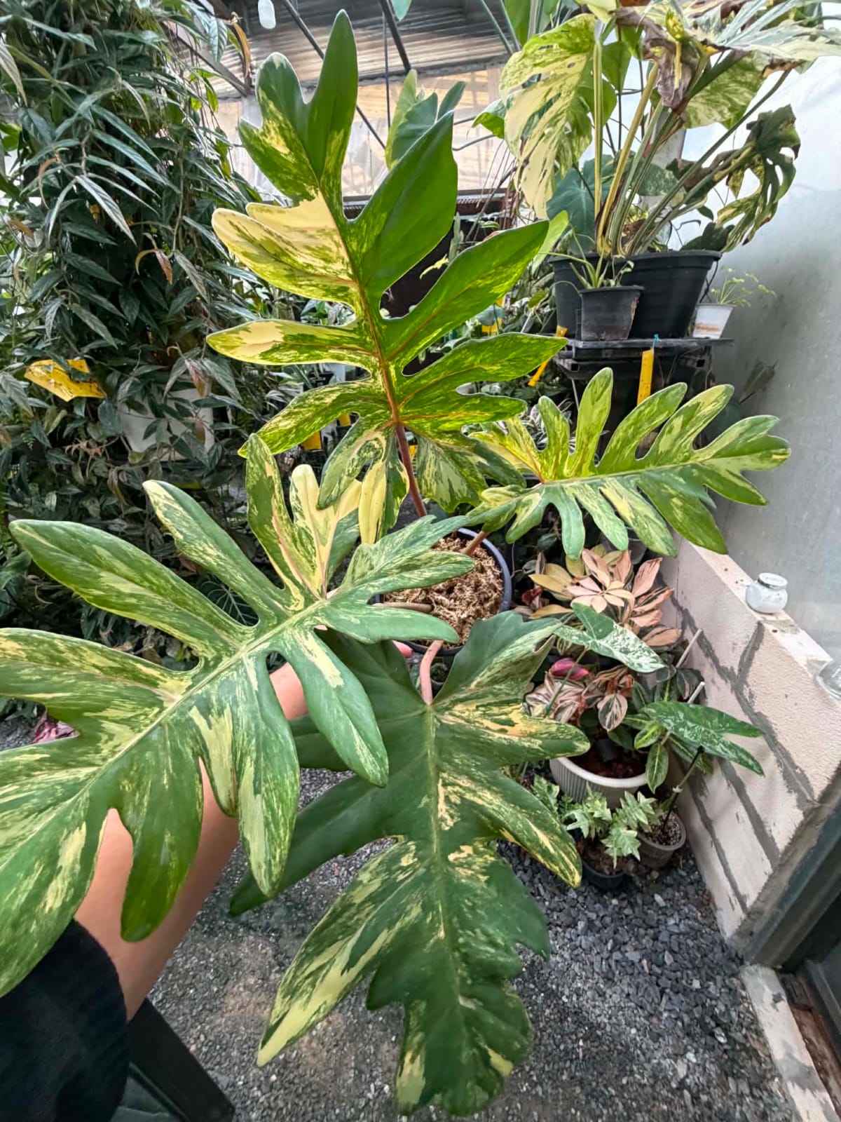 Philodendron Mayoi Var - Pre Order