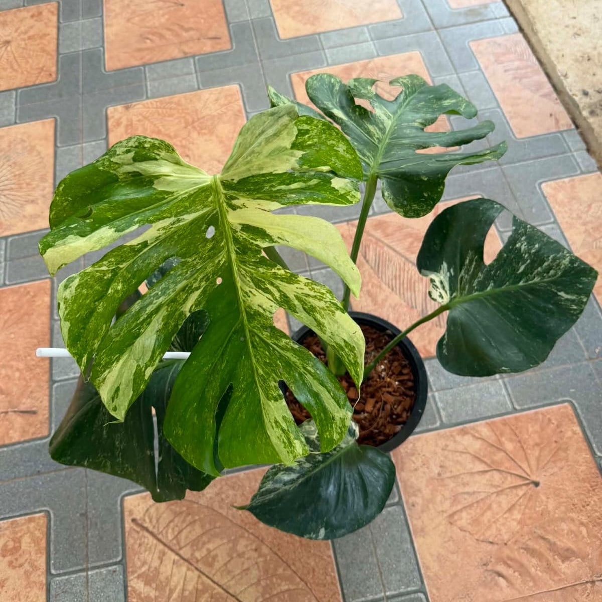 Monstera Ocean Mint - Pre Order