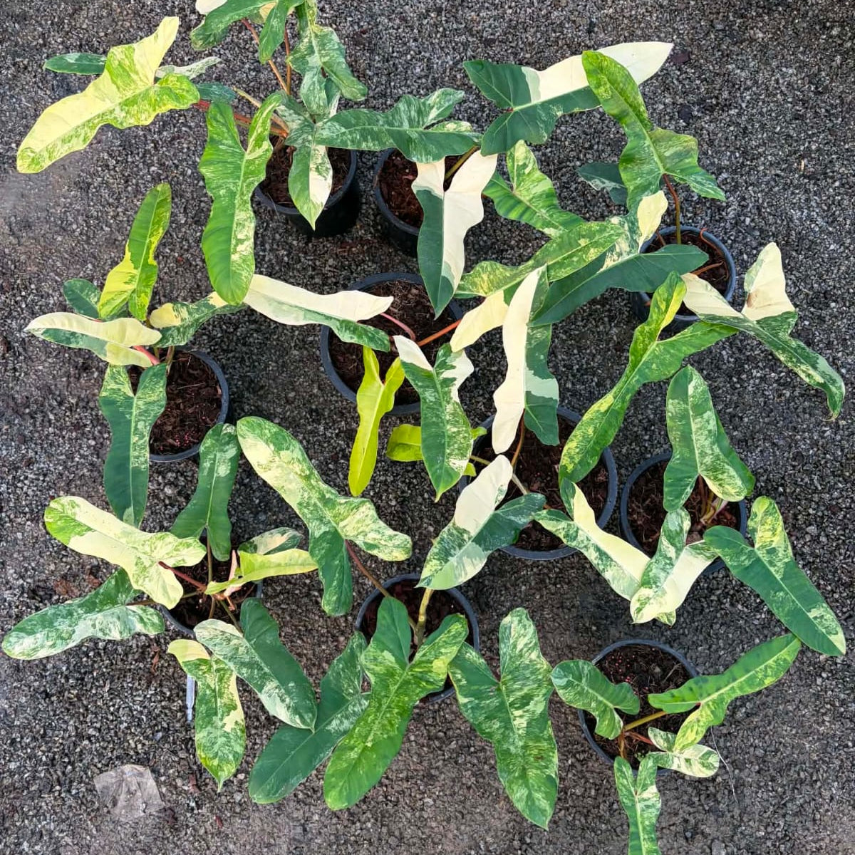 Philodendron Florida Beauty X Billietiae - Pre Order
