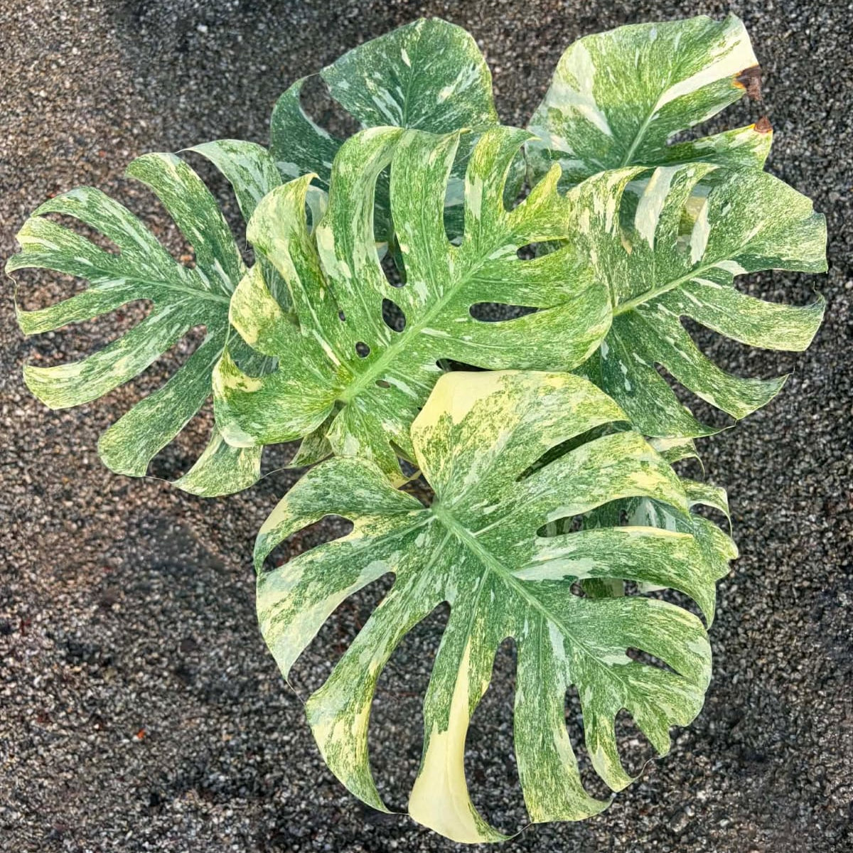 Monstera Legacy - Pre Order
