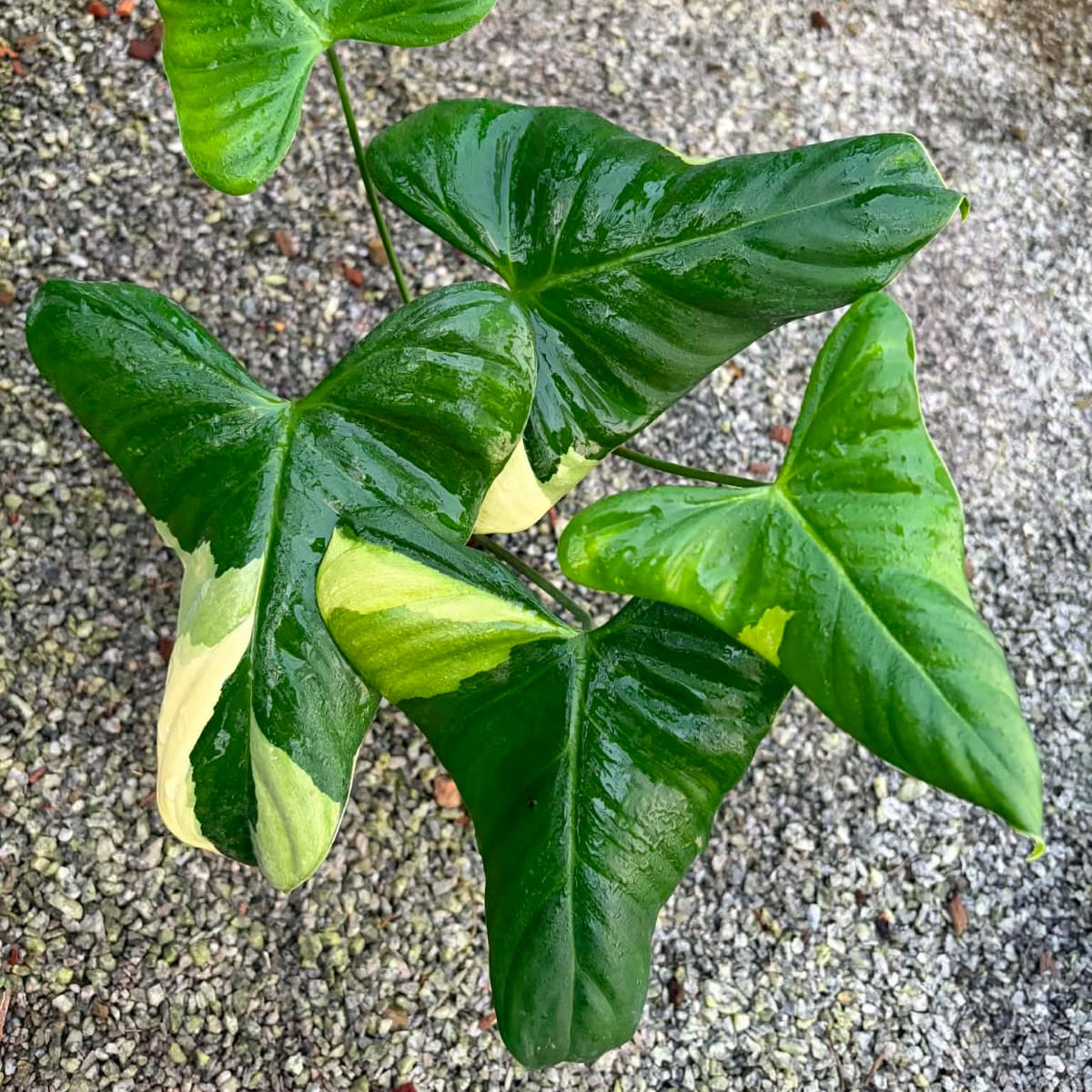 Philodendron Oxapapense Variegated - Pre Order