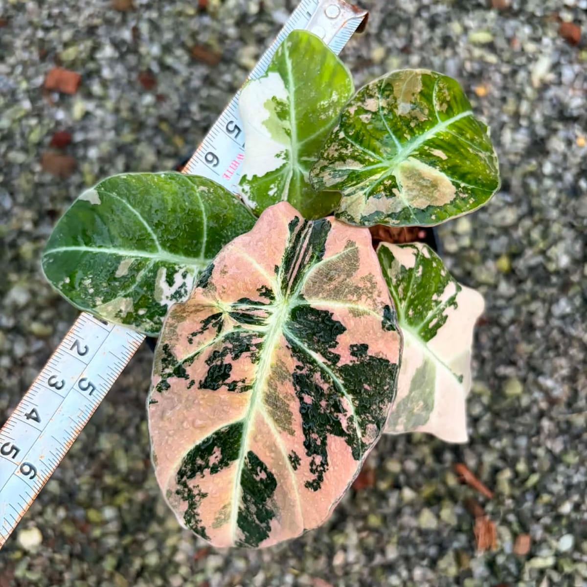 Alocasia Black Velvet Pink - Pre Order
