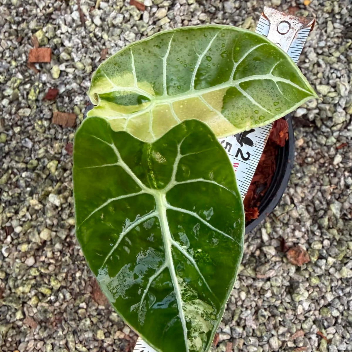 Alocasia Watsoniana Var B - Pre Order