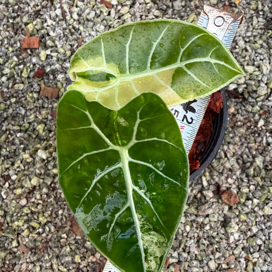 Alocasia Watsoniana Var B - Pre Order