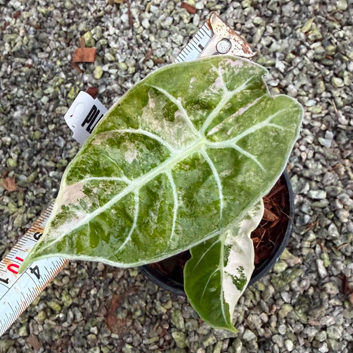 Alocasia Watsoniana Var A - Pre Order