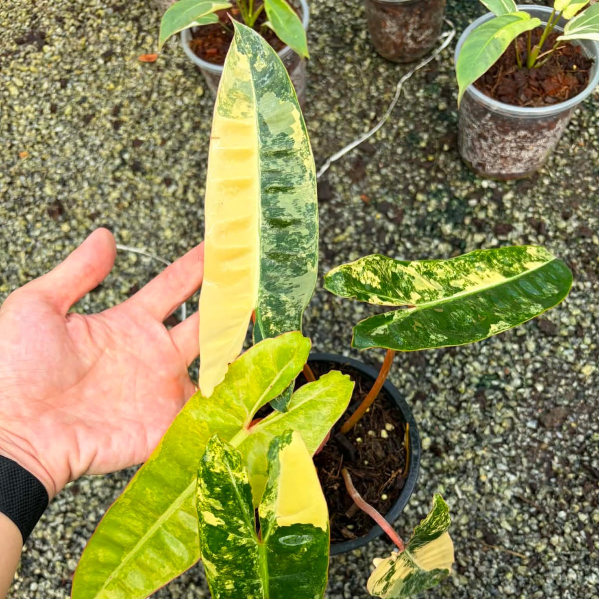 Philodendron Billietiae E  - Pre Order