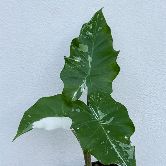 Alocasia Portora Albo- Pre Order