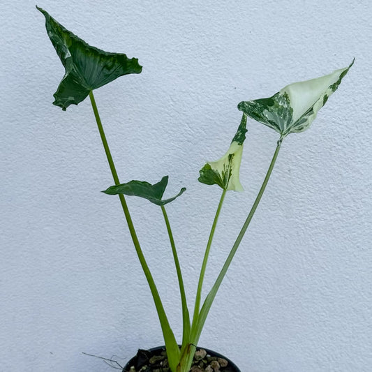 Alocasia Cucullata Crinkles Albo B - Pre Order