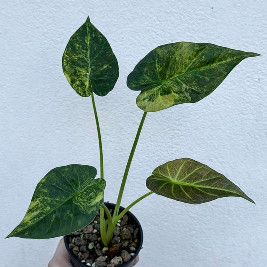 Alocasia Regal Sheild Aurea A - Pre Order