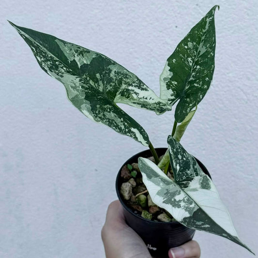 Alocasia Simpo Albo - Pre Order