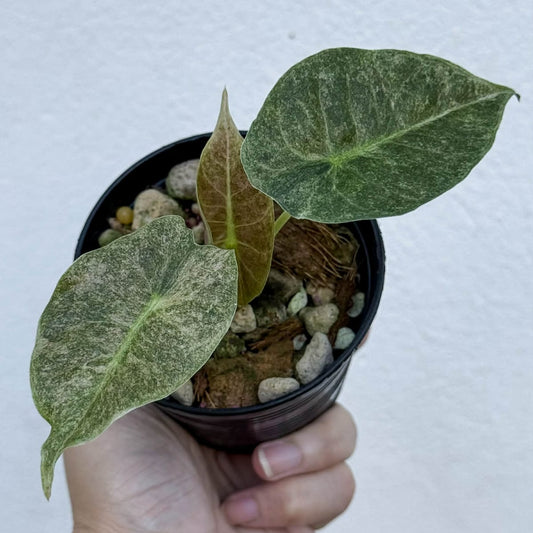 Alocasia Golden Bone Pink Splash  - Pre Order