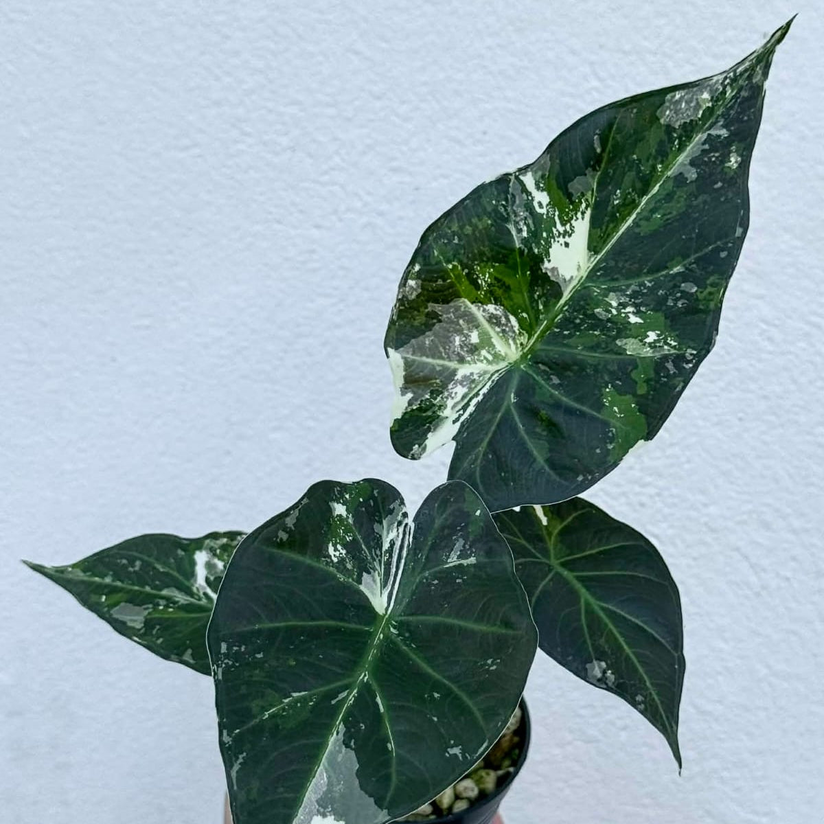 Alocasia Regal Shield Albo - Pre Order