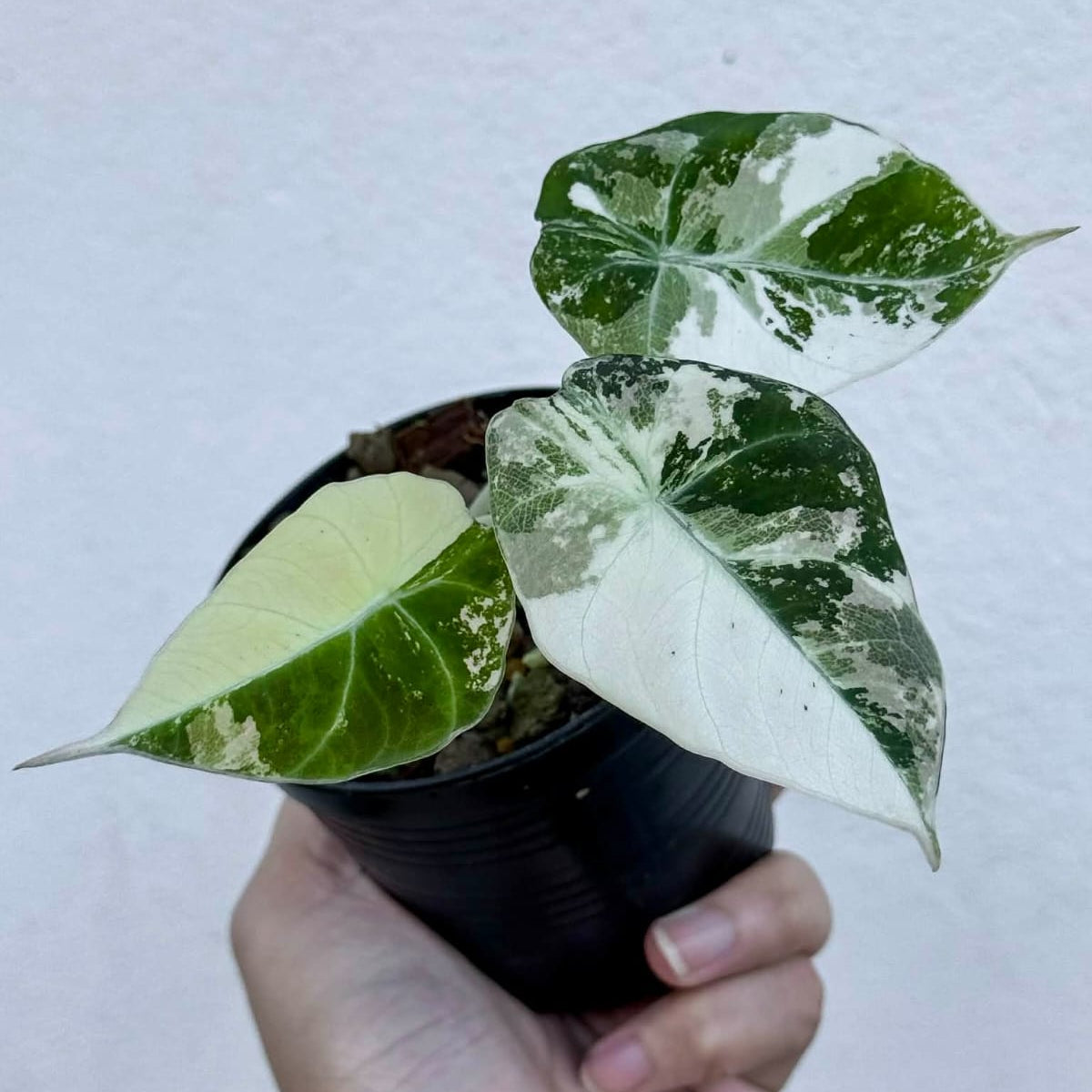 Alocasia Black Velvet Pink - Pre Order