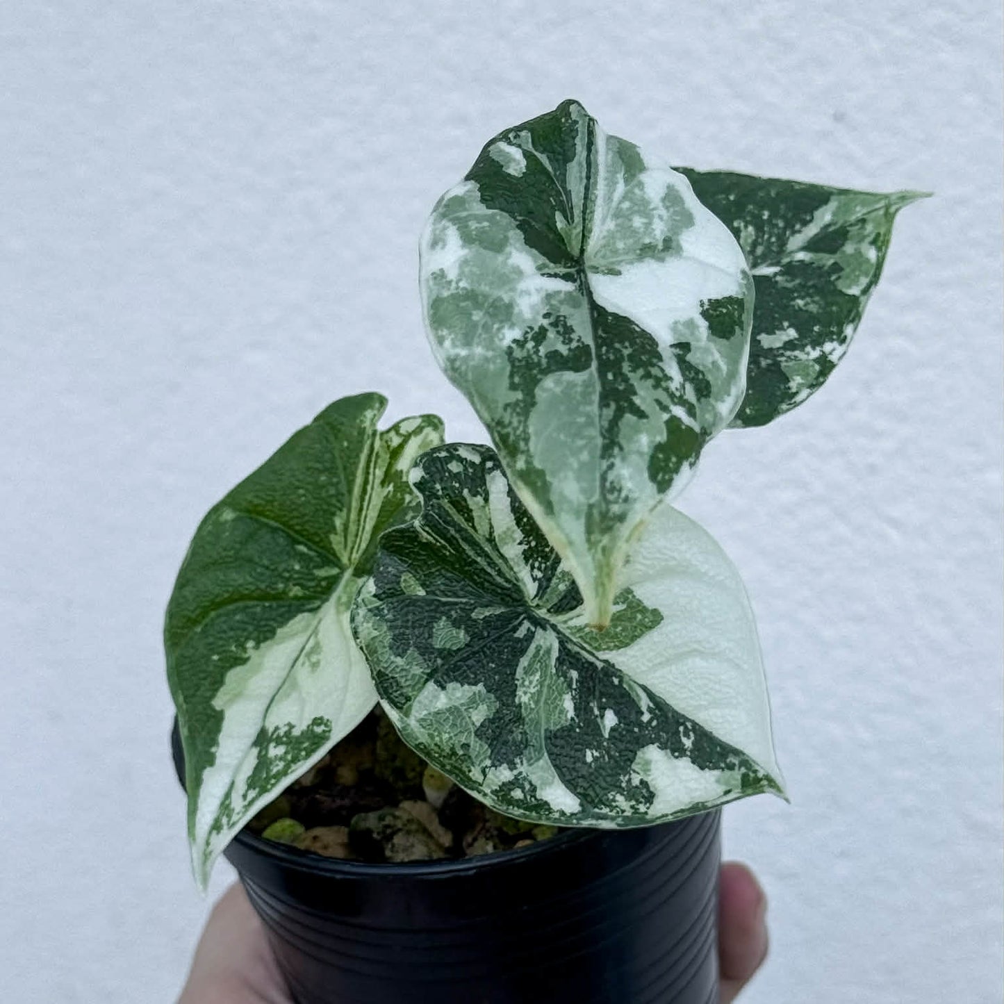 Alocasia Melo Albo - Pre Order