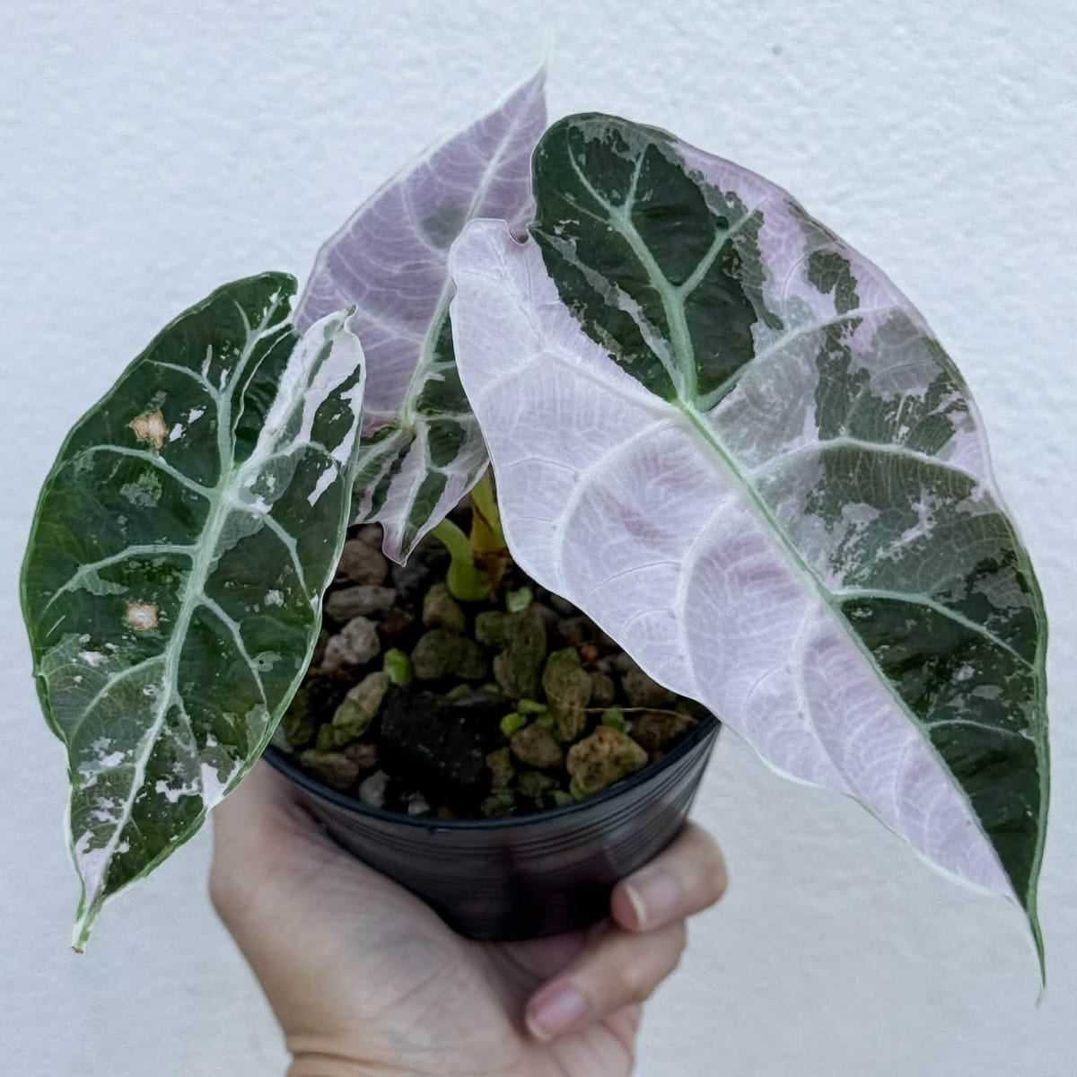 Alocasia Watsoniana Doff True Pink - Pre Order