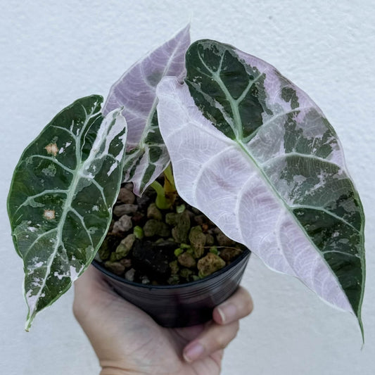 Alocasia Watsoniana Doff True Pink - Pre Order