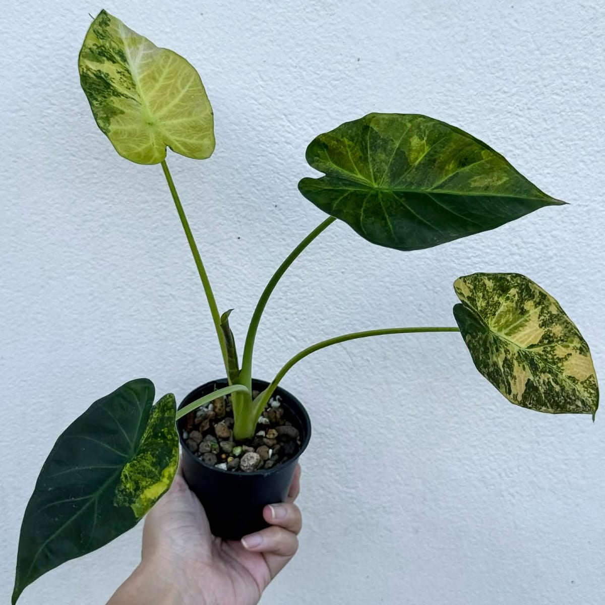 Alocasia Regal Sheild Aurea B - Pre Order