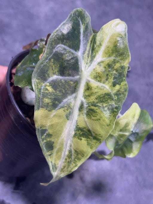 Alocasia Venom Aurea - Pre Order