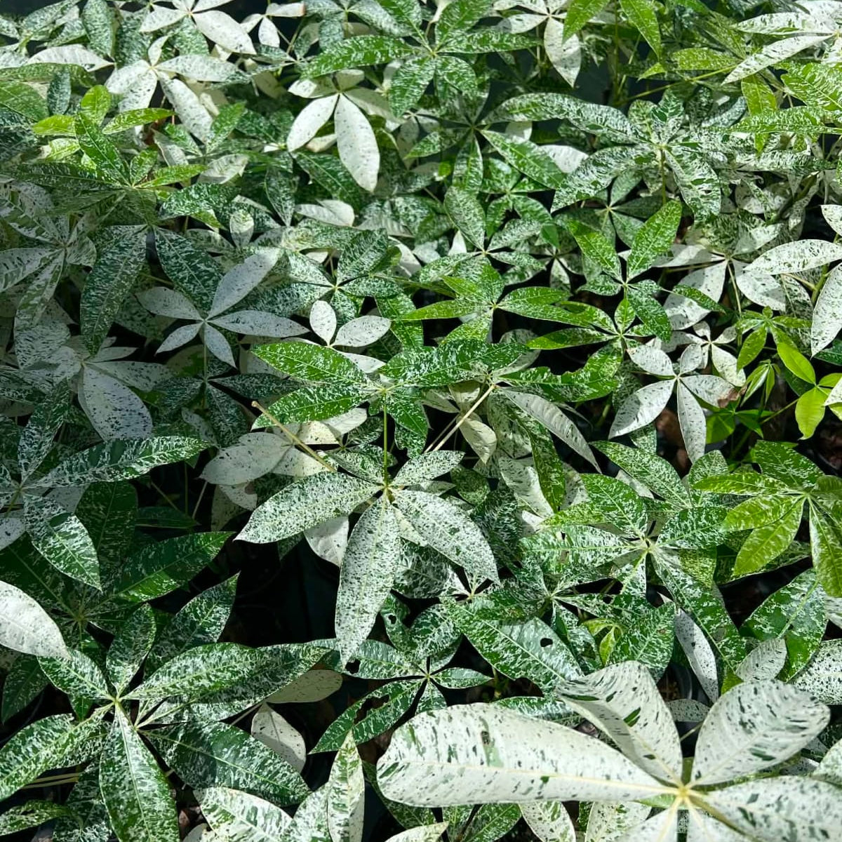 Variegated Money Tree - Pre Order