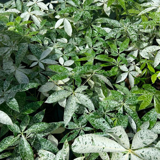 Variegated Money Tree - Pre Order