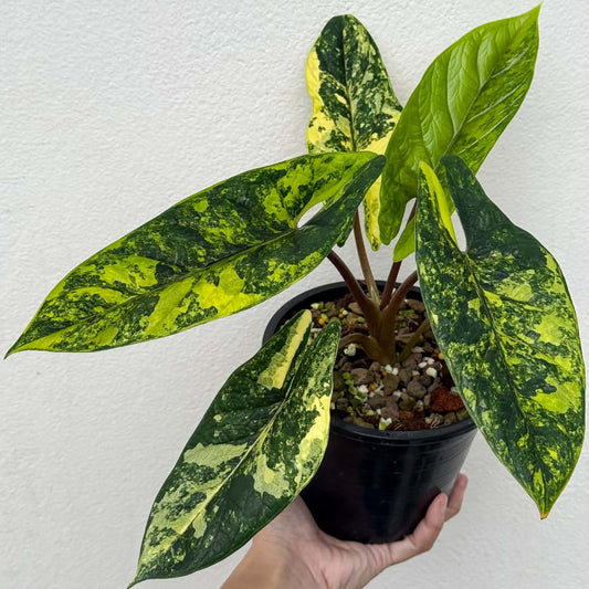 Alocasia Scalprum Bright Aurea (Mother Size)- Pre Order