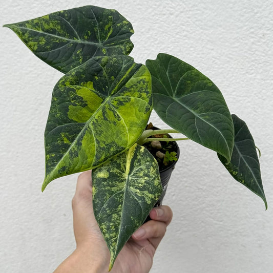 Alocasia Maharani Golden Lime - Pre Order