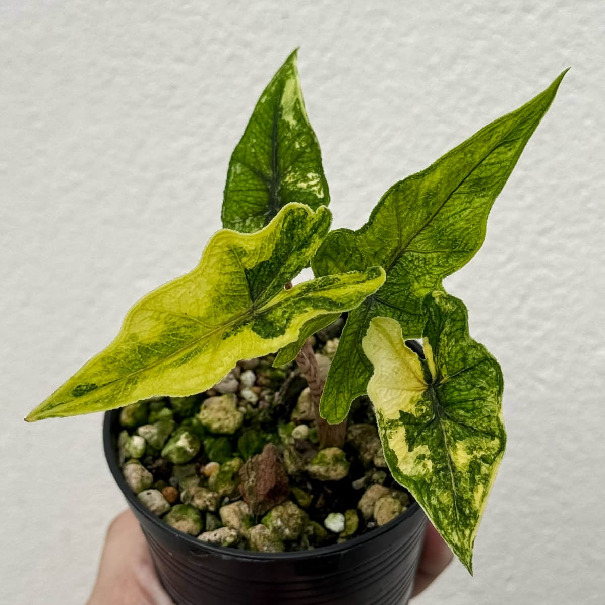 Alocasia Jacklyn Aurea - Pre Order