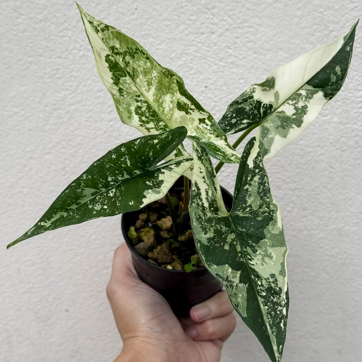 Alocasia Simpo Albo - Pre Order