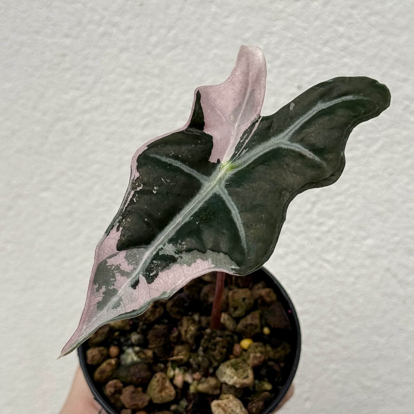 Alocasia Nobilis Pink B - Pre Order