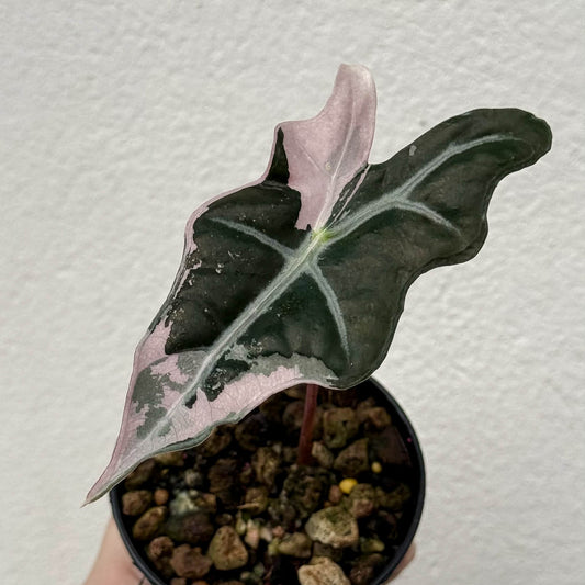 Alocasia Nobilis Pink B - Pre Order