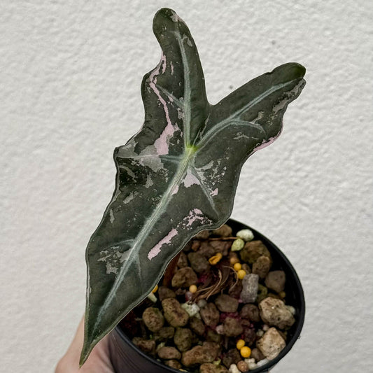 Alocasia Nobilis Pink A - Pre Order